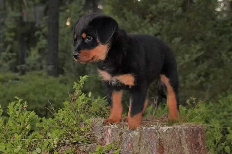 juvenile period in Rottweilers