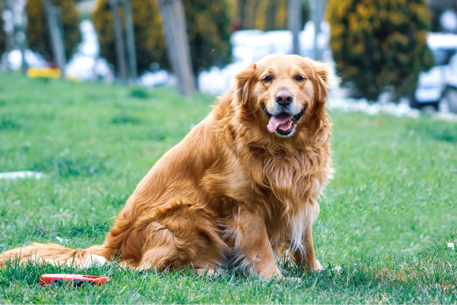Understanding the Care Needs of Large Dog Breeds