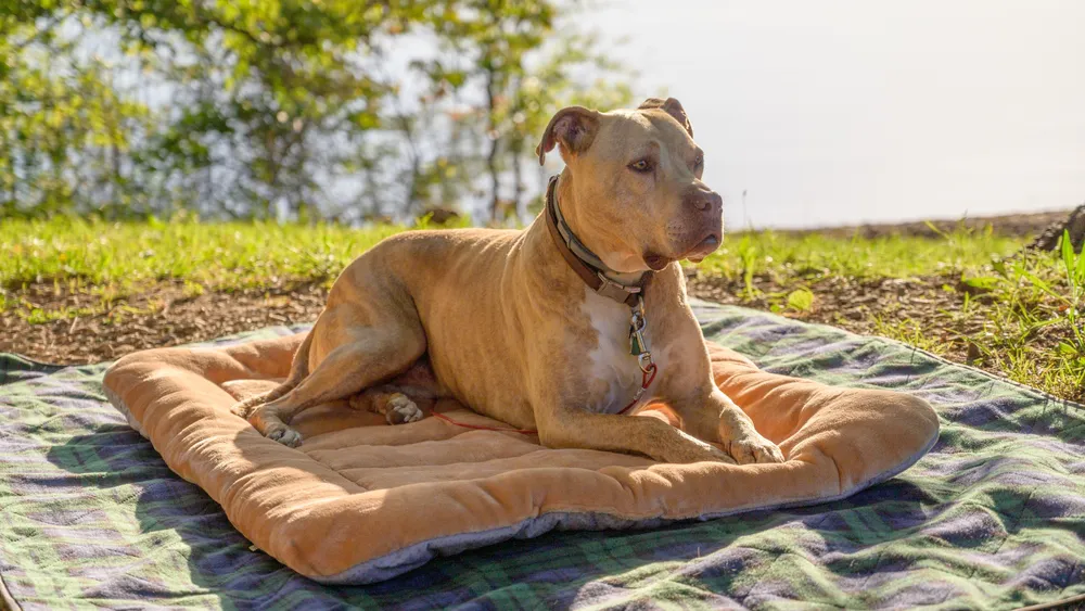 Top Dog Beds for Camping
