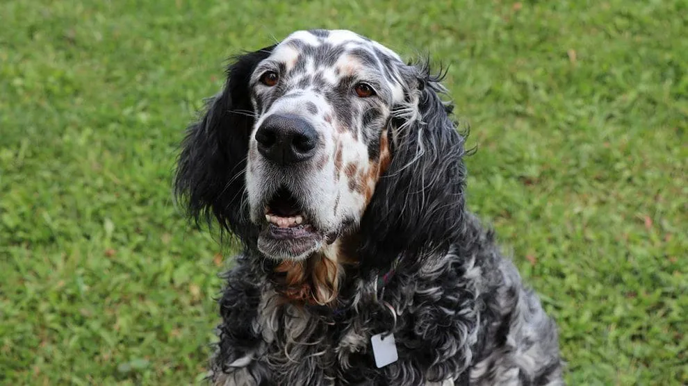 Health and Care of an ENGLISH SETTERS POINTER