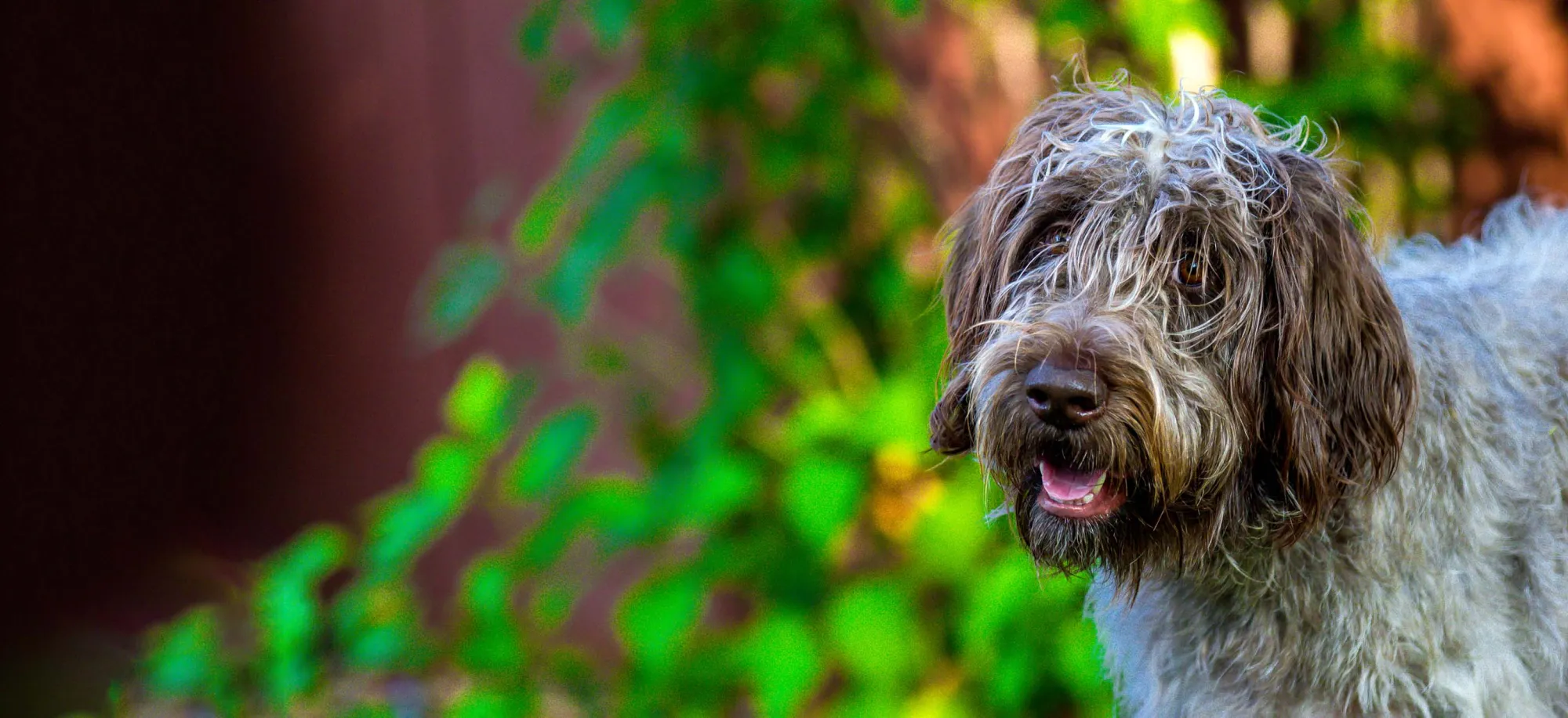 Common Challenges in Training Wirehaired Pointing Griffons
