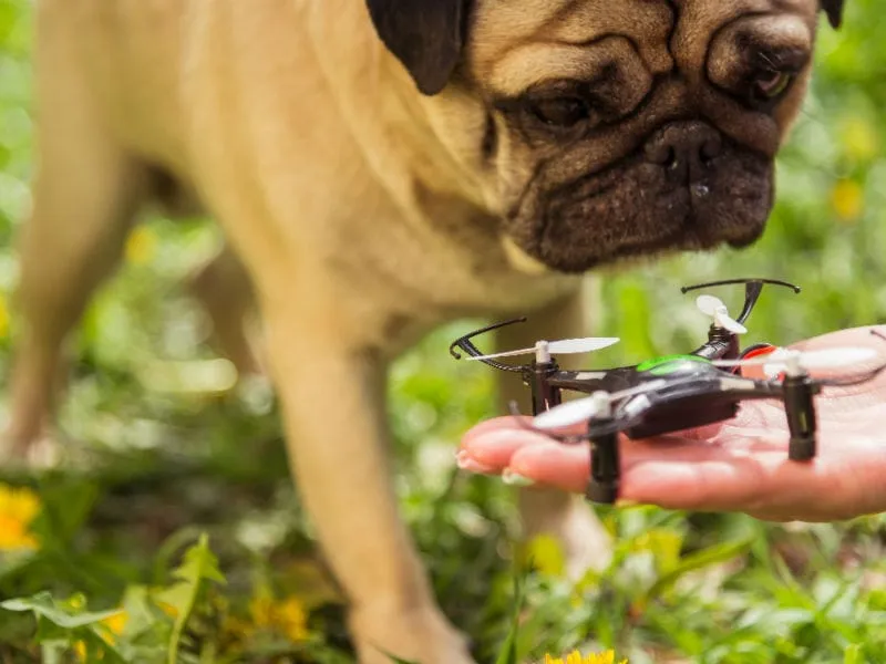 Drones in Animal Search and Rescue