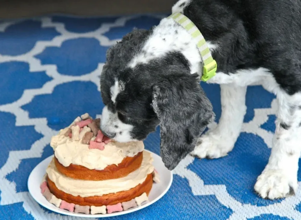 Bake Your Pup a Delicious Cake