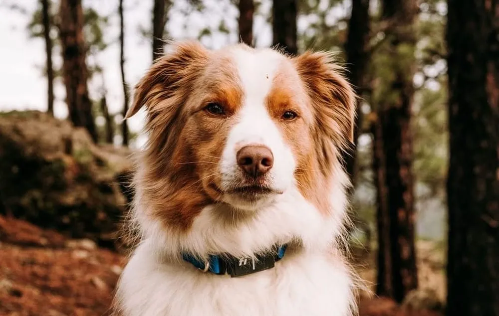 Enhance Your Pet's Safety with the Fi Dog Collar
