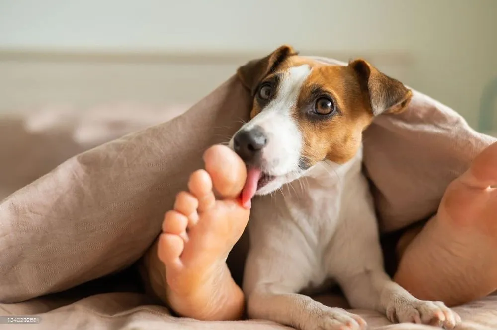General Reasons Dogs Use Their Tongues