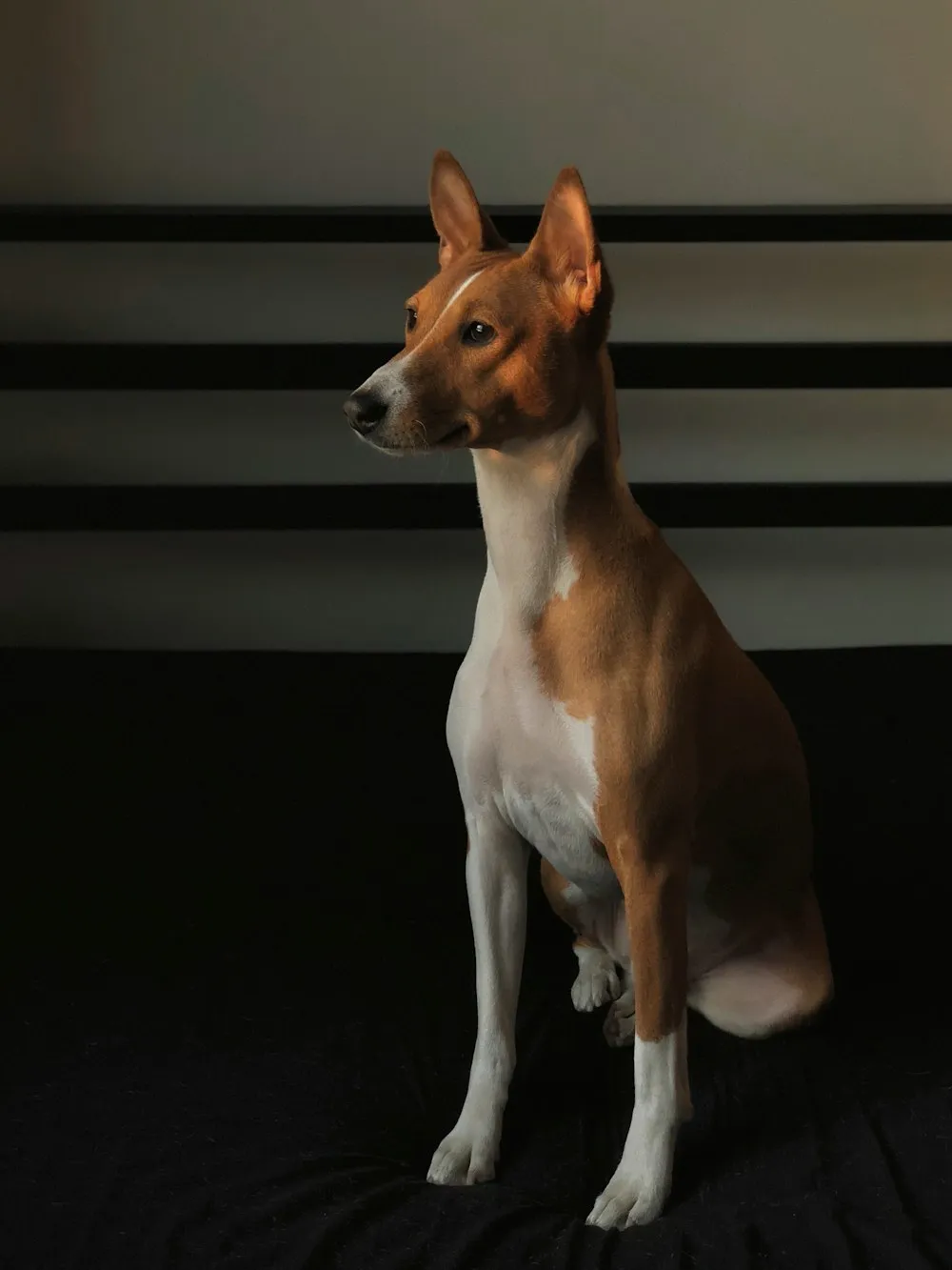 Grooming and Care for Basenjis