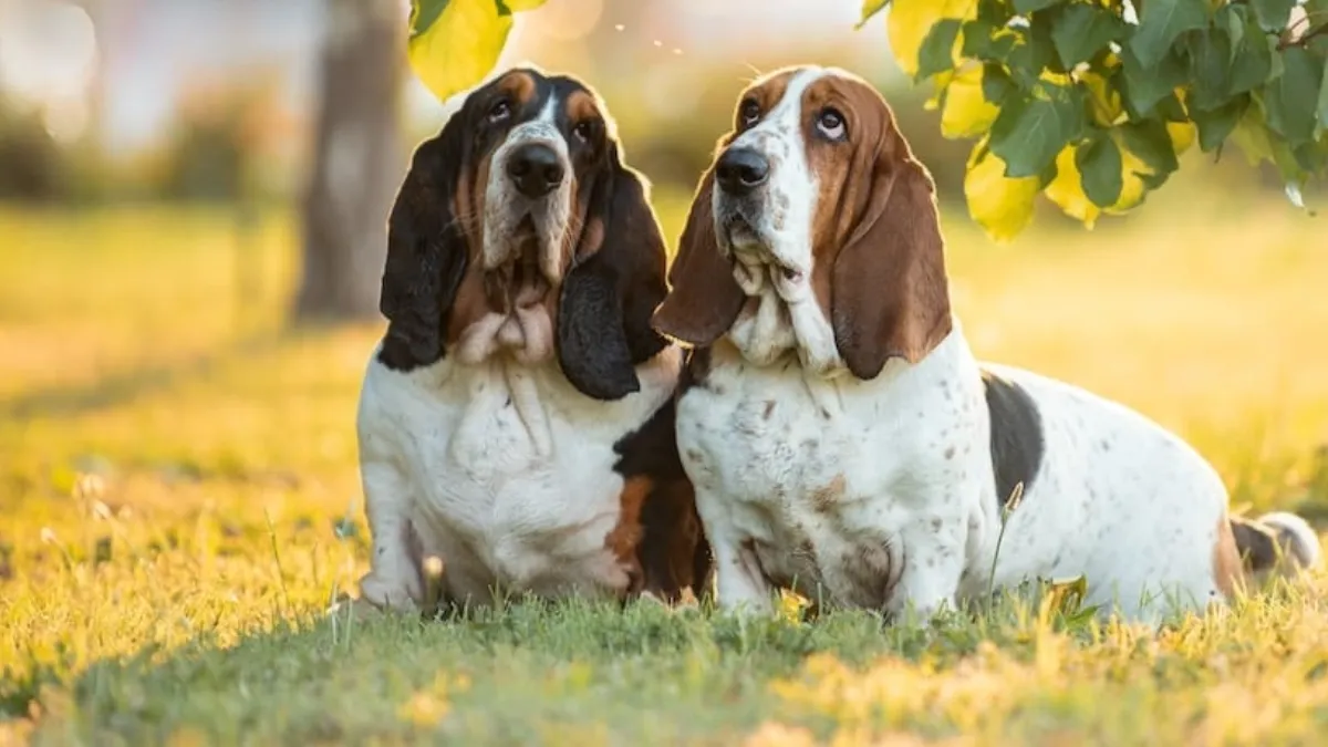 Drooling and Basset Hound Care