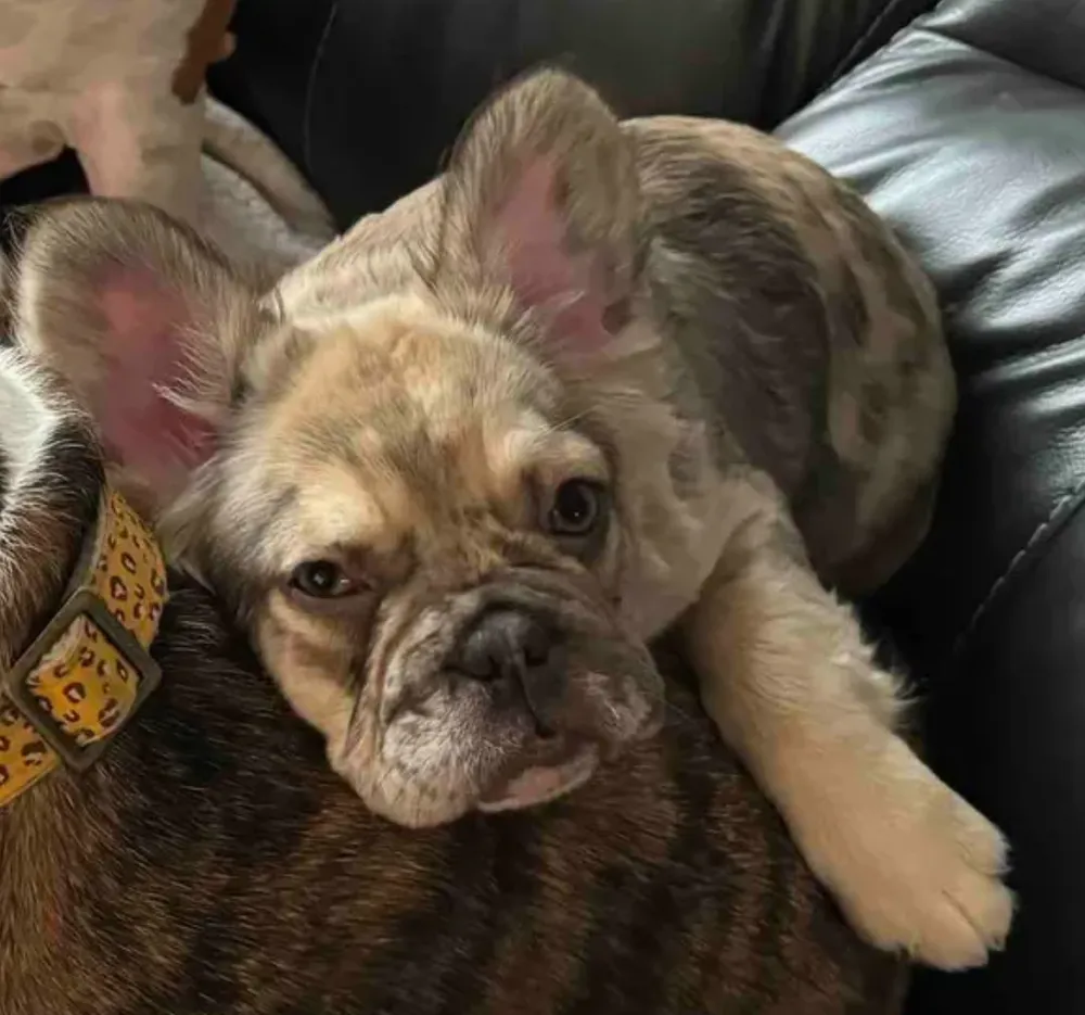 Ultimate Guide to the Fluffy French Bulldog
