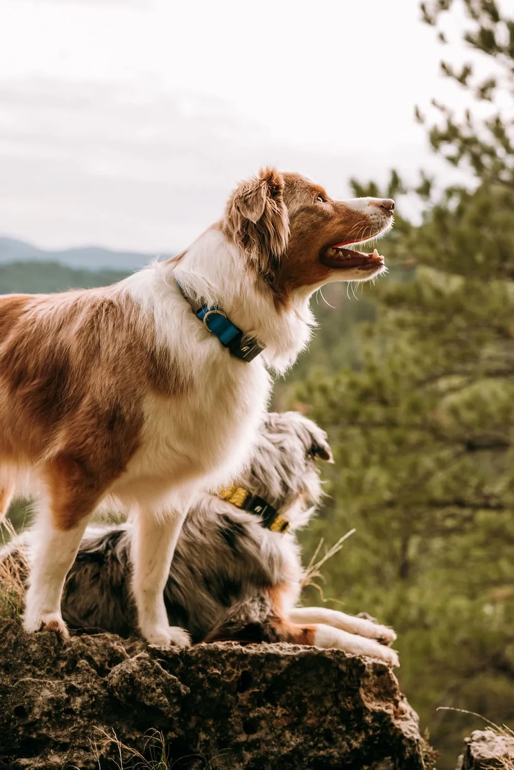 the Fi Dog Collar with Advanced Geofence Feature