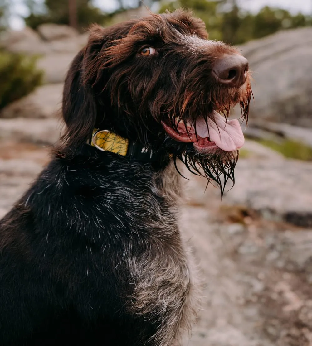 Elevate Your Dog's Safety with Fi Dog Collar's Geofencing Technology