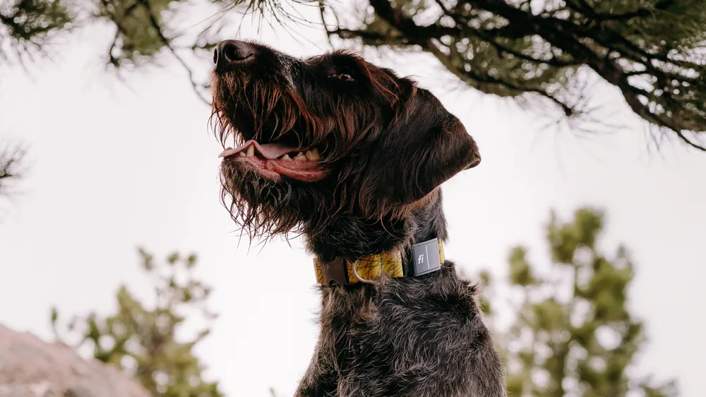 Discover the Advanced Fi Dog Collar