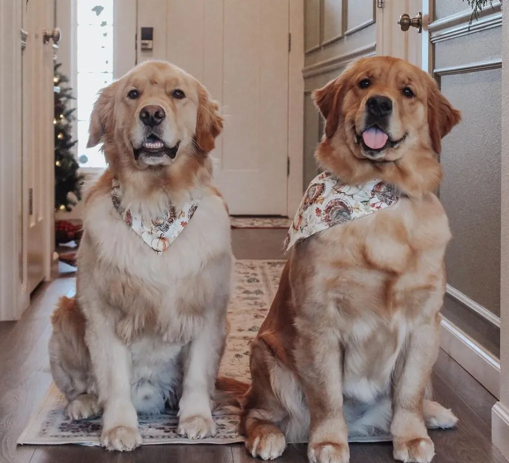 Meet Benny & Remy, The Viral Golden Retrievers
