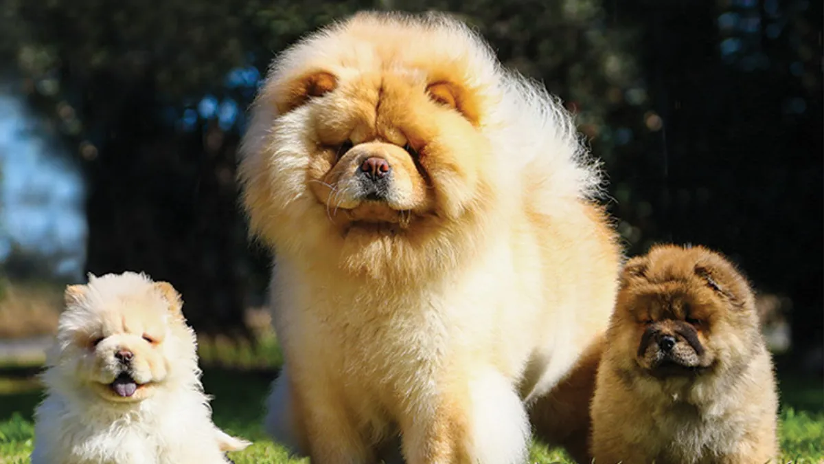 Understanding Chow Chow Nutrition