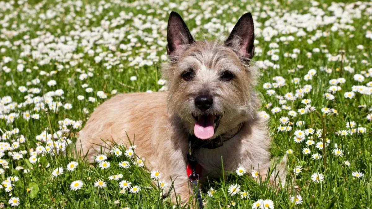 Cairn Terriers and Their Relationship with Water
