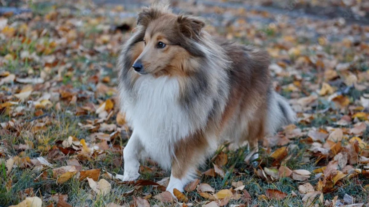 Shetland Sheepdog Puppy Pricing Overview