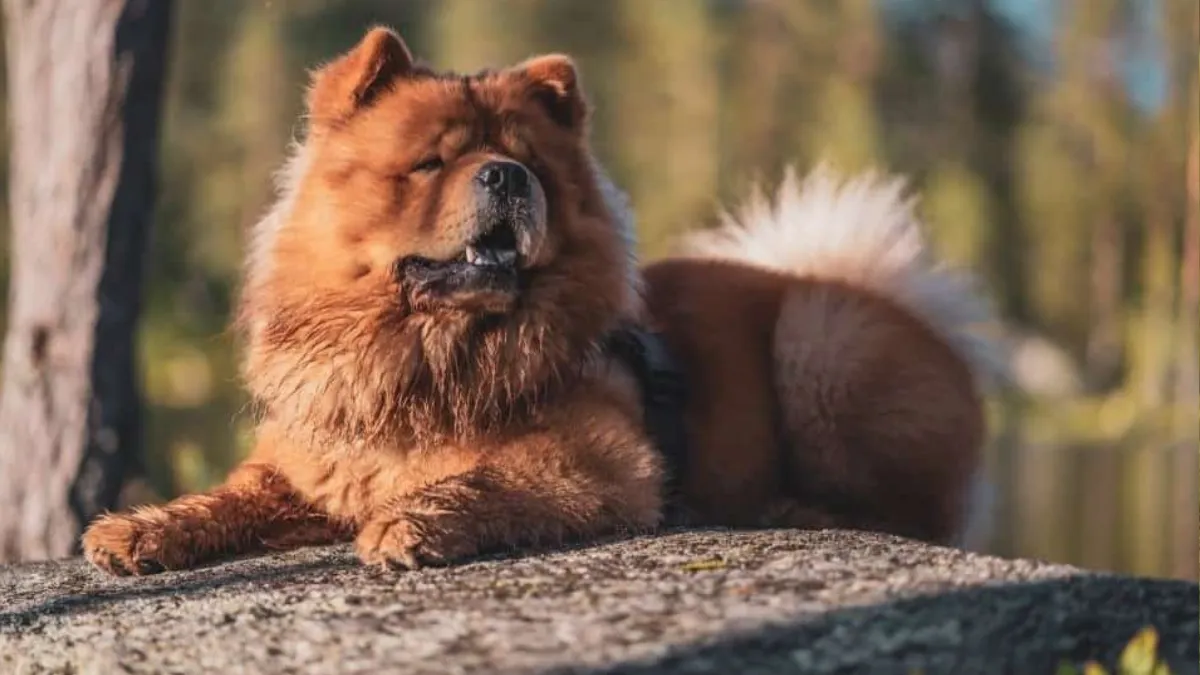 Are Chow Chow Dogs Aggressive