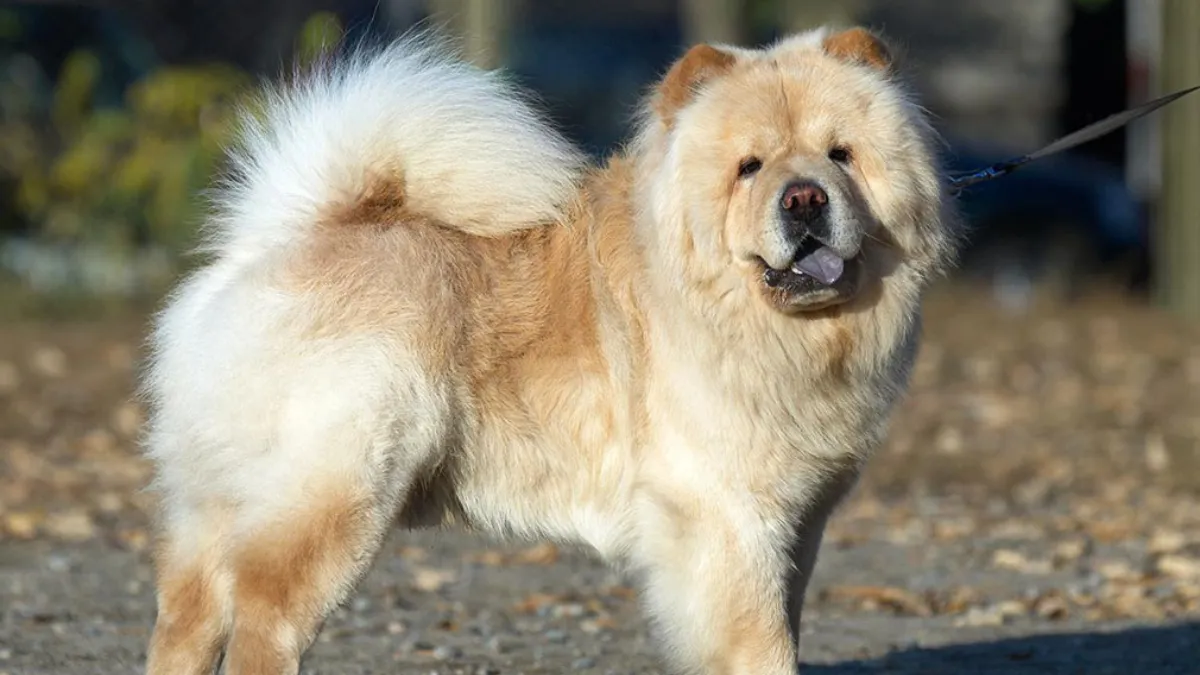 Common Myths About Leaving a Chow Chow Alone