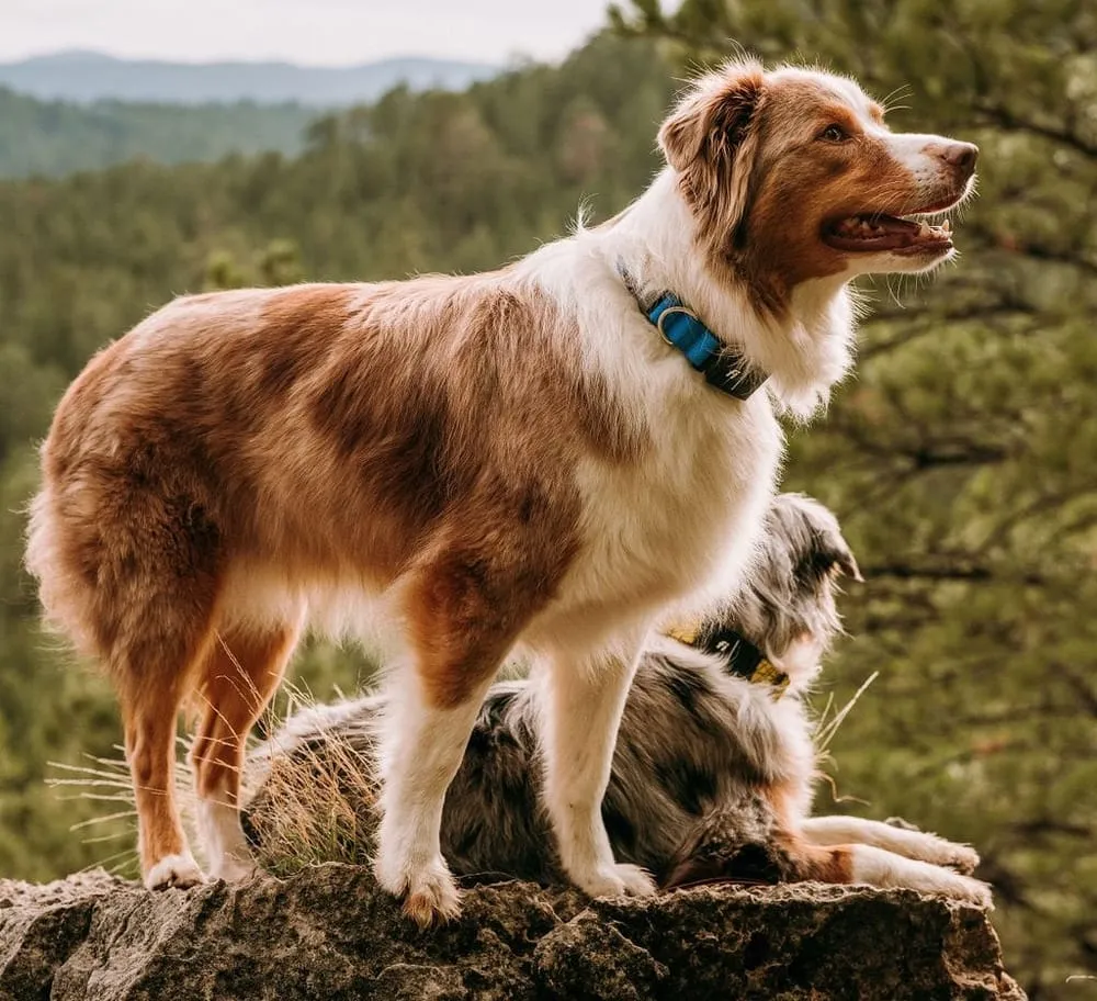 Introducing the Fi Dog Collar: Revolutionizing Pet Safety and Connectivity