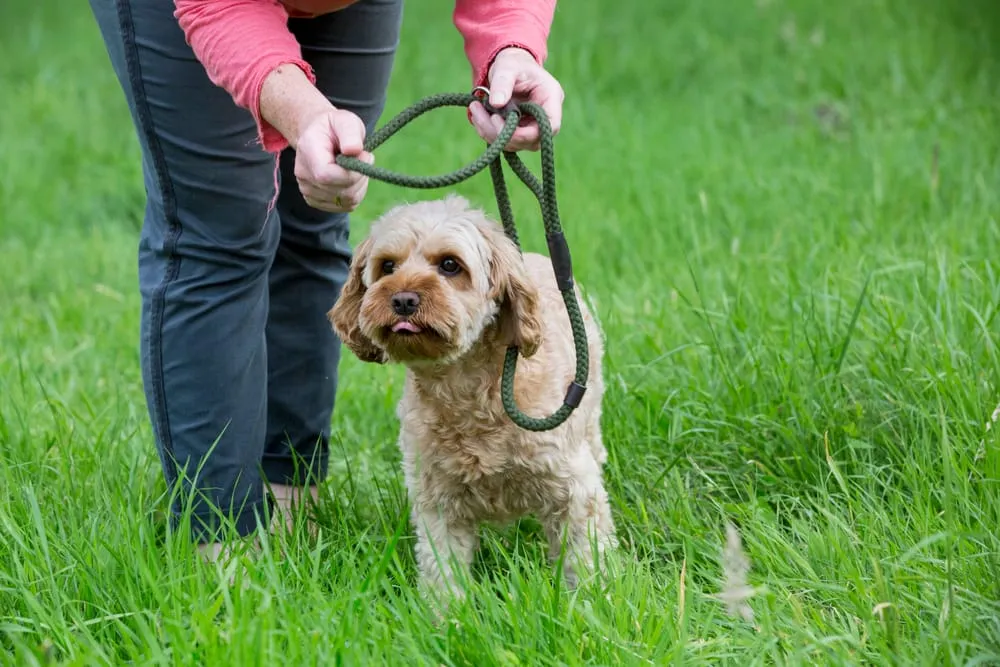 Cockapoo Temperament and Learning Capacity