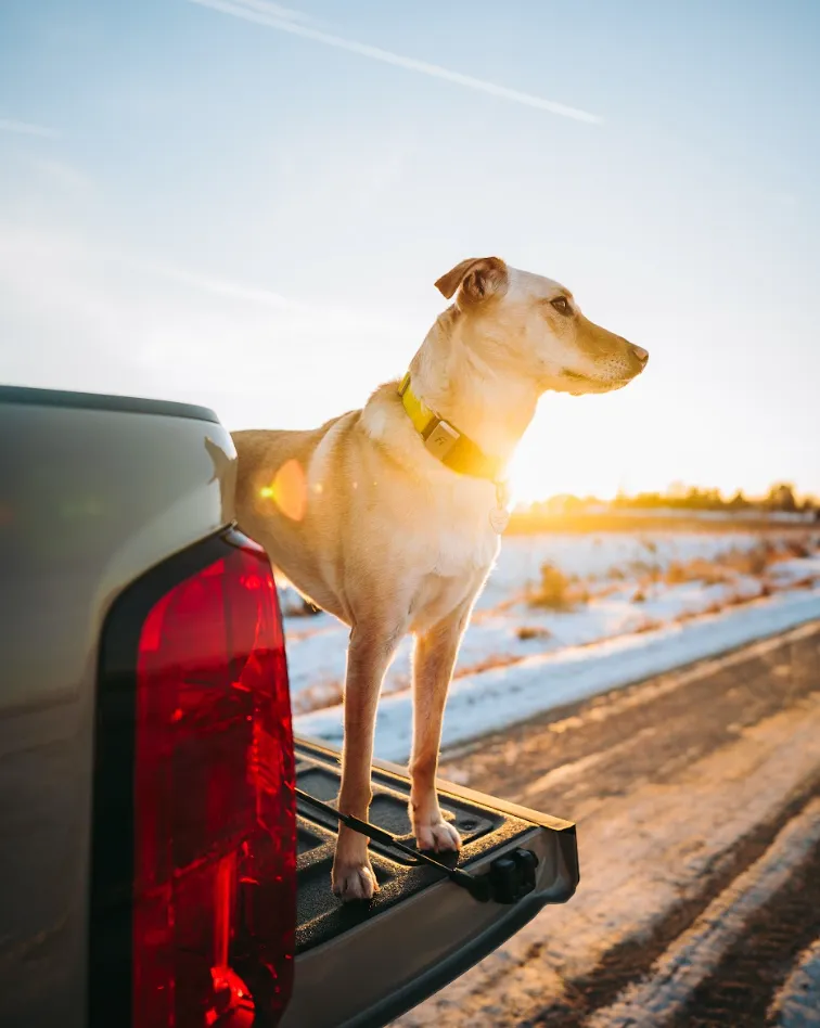 Tips for Training Your Dog to Enjoy Car Rides