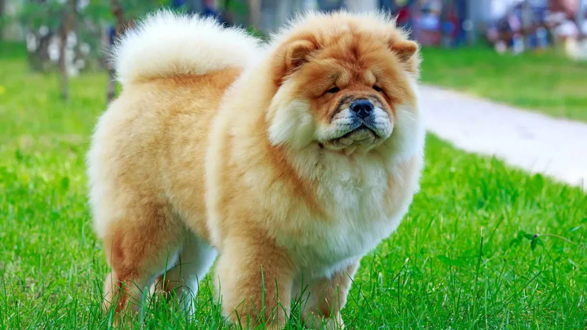 Understanding Chow Chows