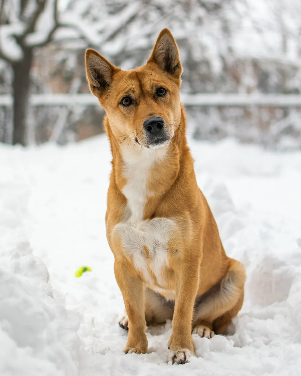 The Unique Personality Traits of Jindo Puppies
