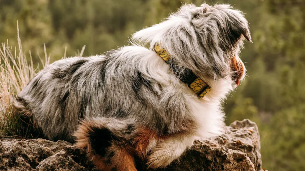 Discover the Fi Dog Collar for Your Fashionable Furry