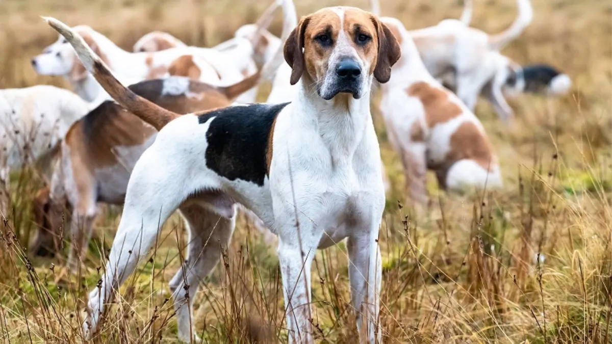 Characteristics of the American Foxhound