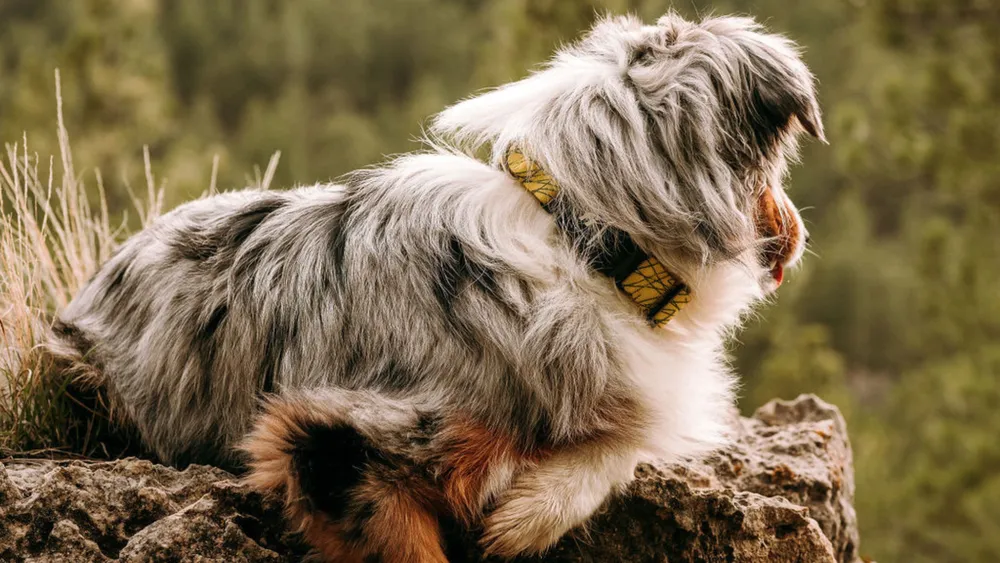 Discover the Fi Dog Collar's Geofencing Feature