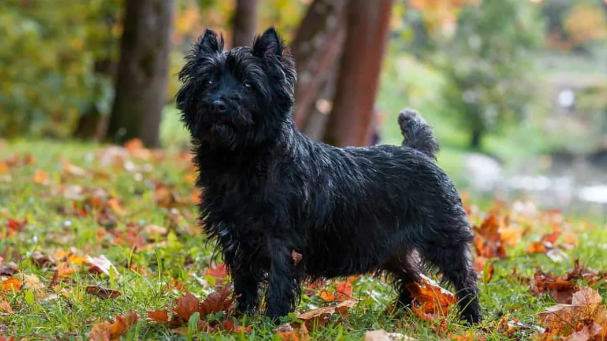 The Cost of Cairn Terrier Puppies