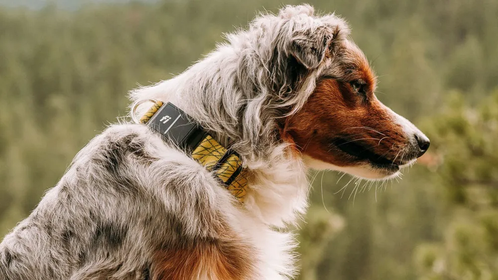 Enhance Your Dog's Safety with the Fi Dog Collar