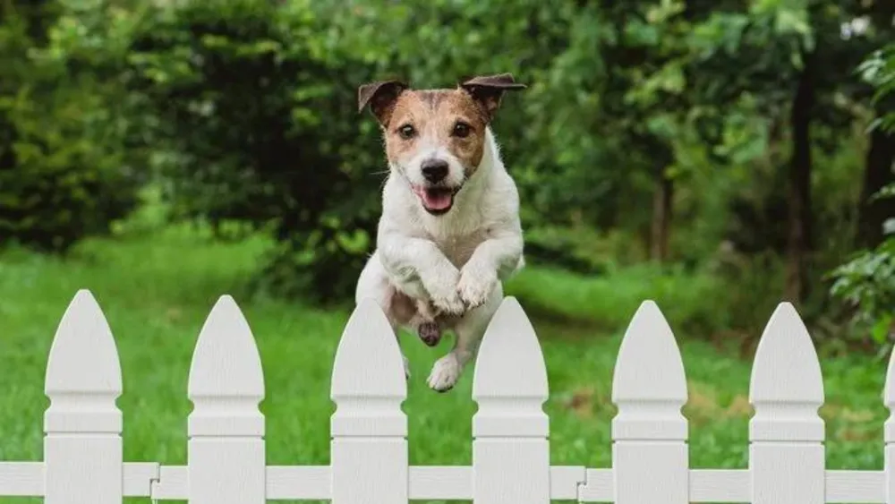 Can a Dog Jump a 4-Foot Fence? 