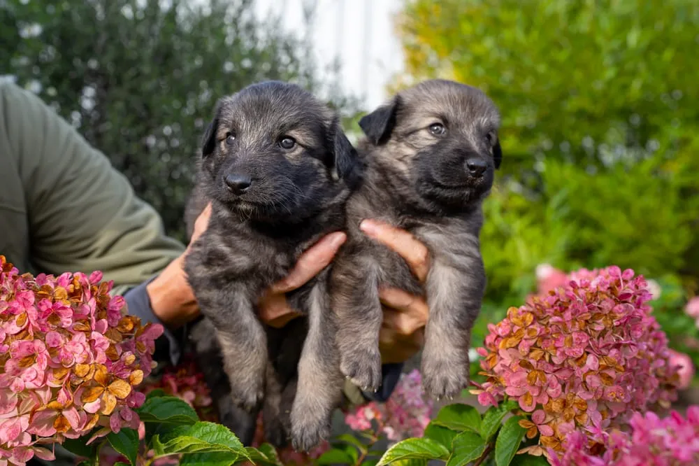 Choosing Your German Shepherd Puppy