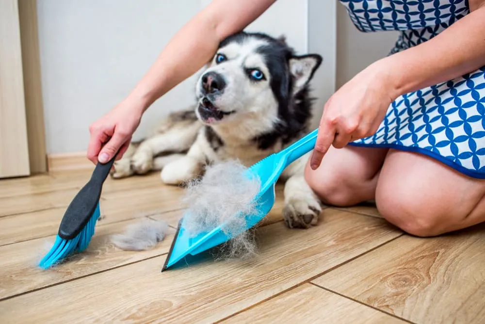 Best Broom for Dog Hair & Effective Cleaning