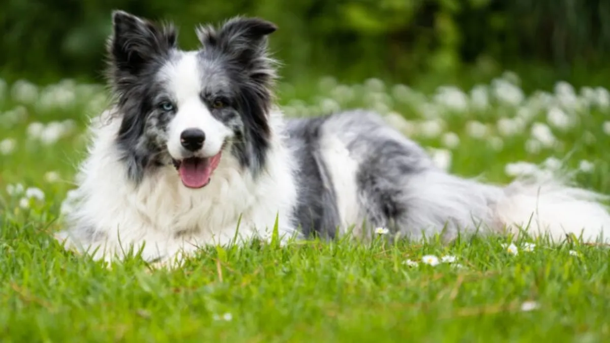 Managing Anxiety in Collies