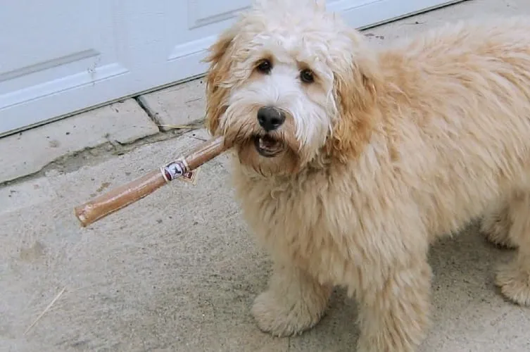 Understanding Why Dogs Chew on Sticks