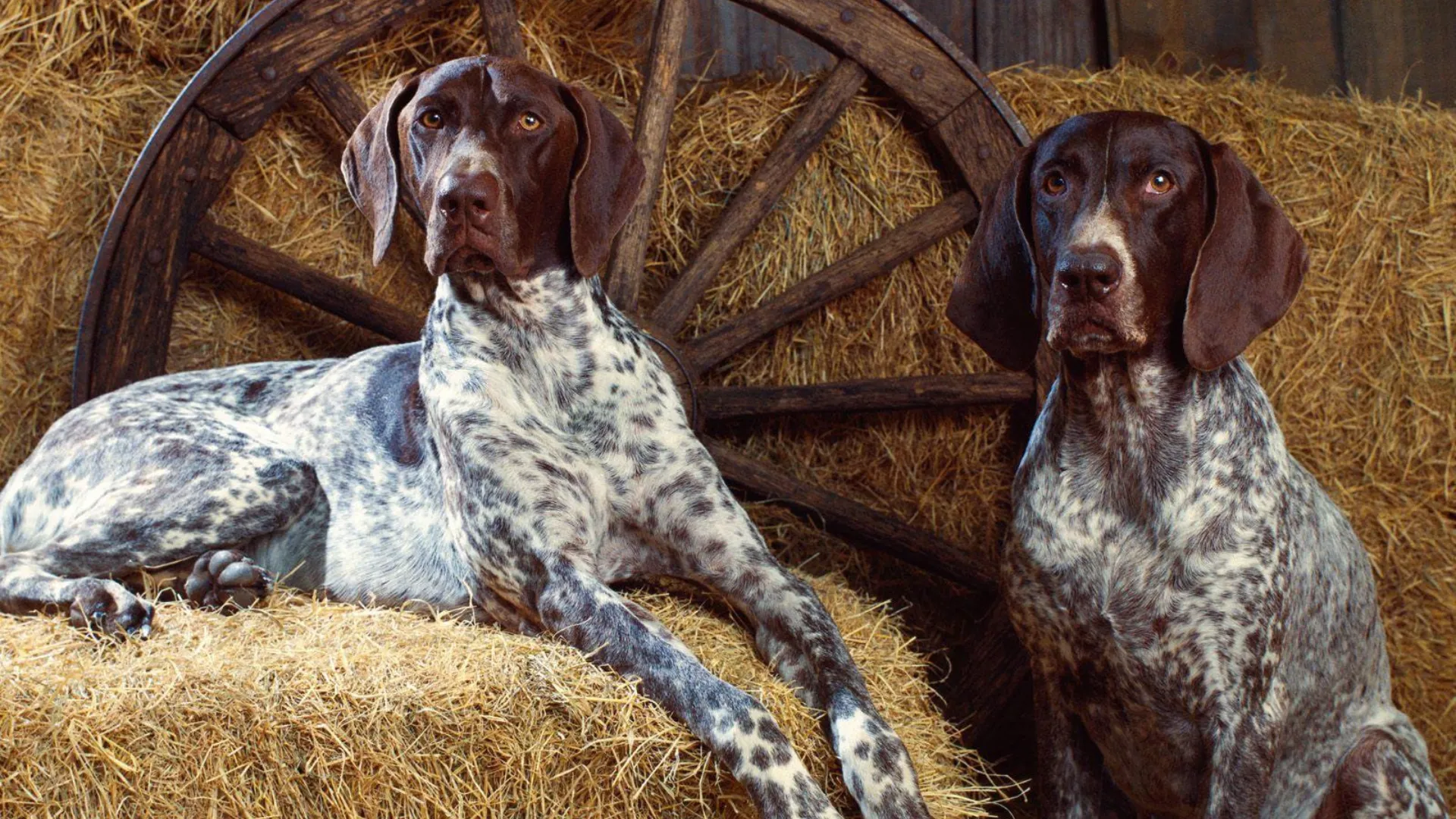 Are Bluetick Coonhounds Aggressive