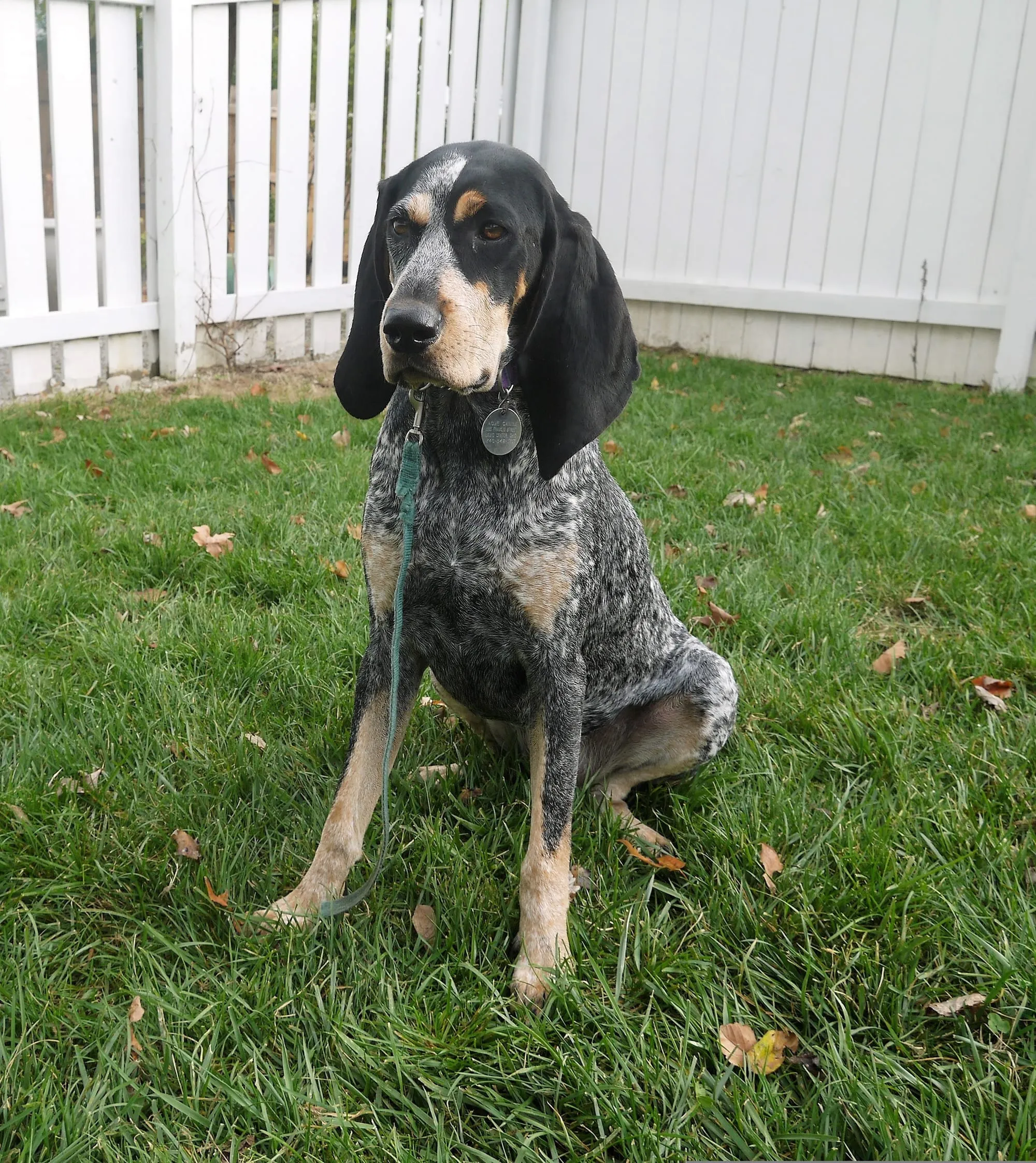 Are Bluetick Coonhounds Aggressive