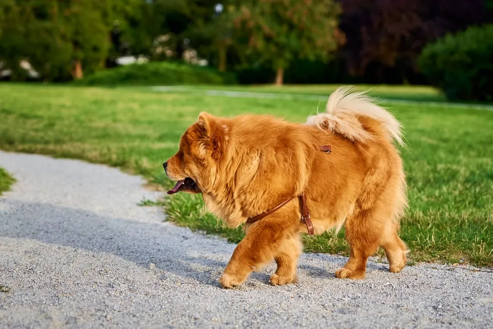 Caring for Chow Chows in Heat