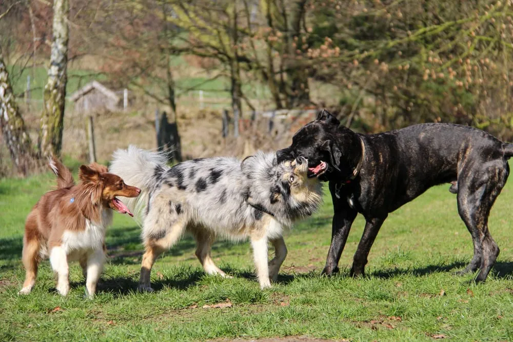 Training for English Setters