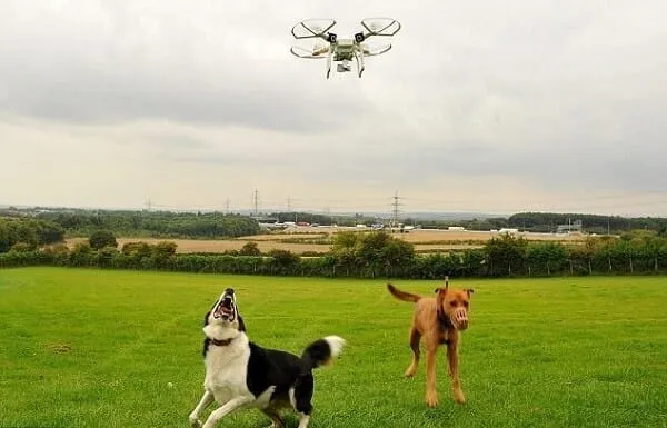 Drones in Animal Search and Rescue