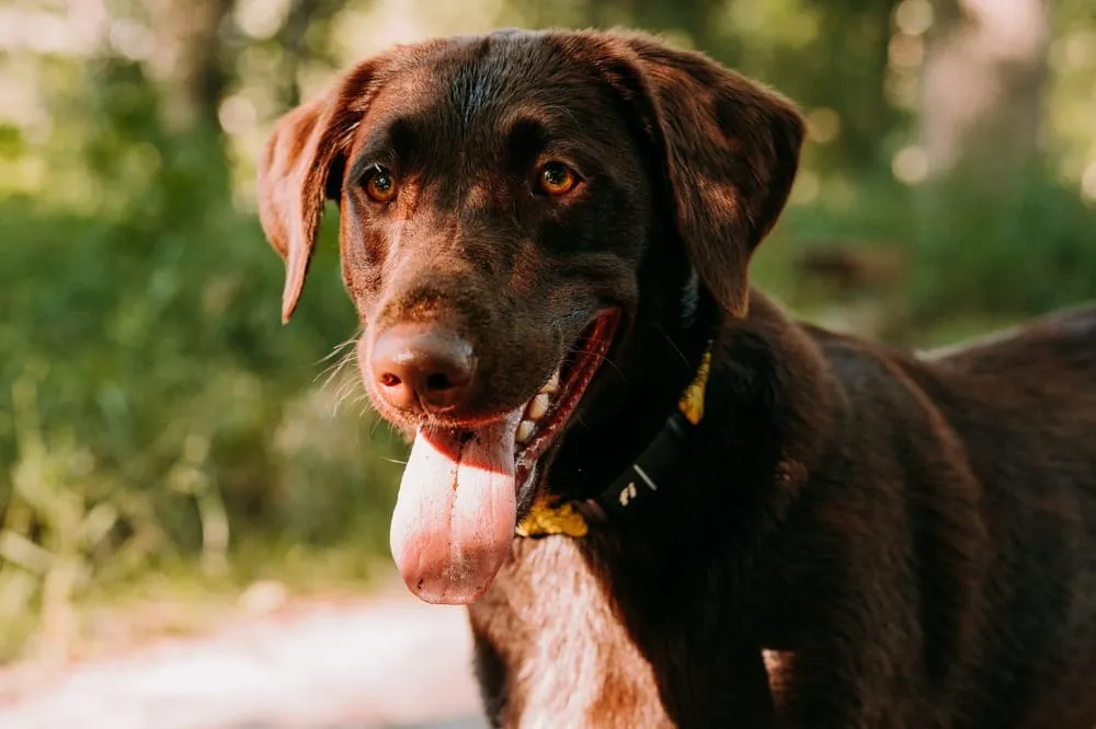 Fi Smart Collars For your Dog 