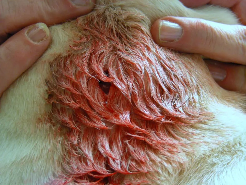 Skin Ulcers In Dogs