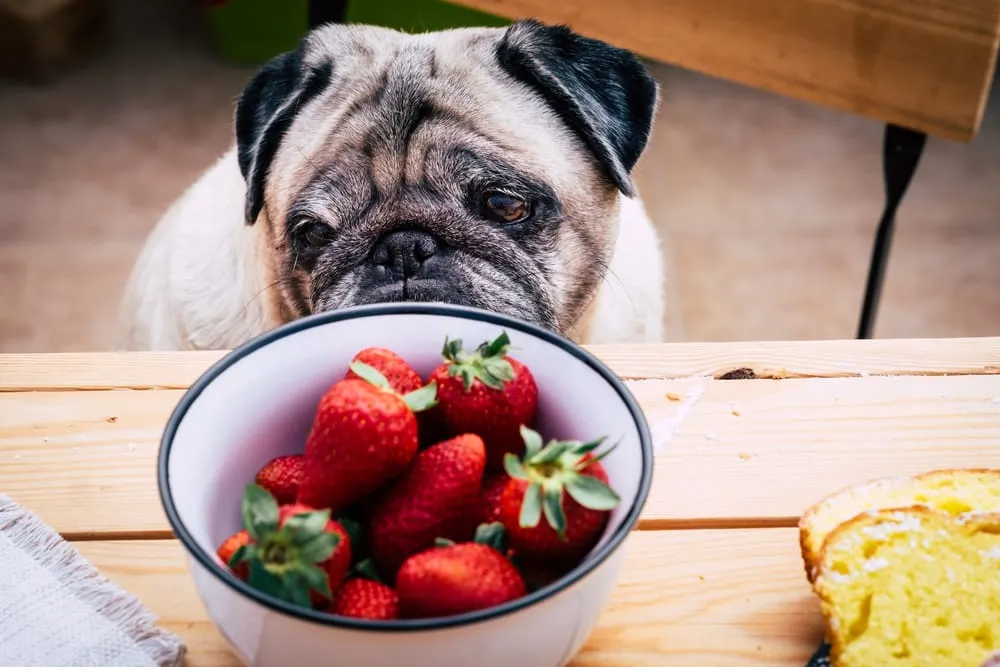 Reviewing Top Recommended Foods for Pug Puppies