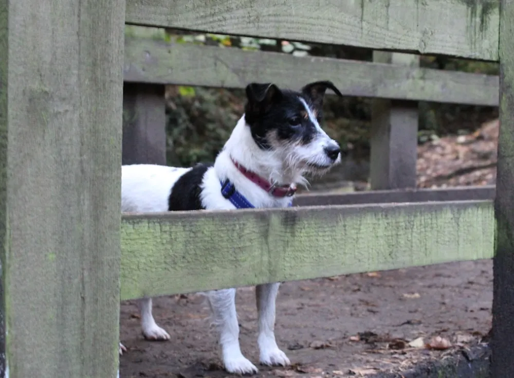 Types of Picket Fences for Dogs