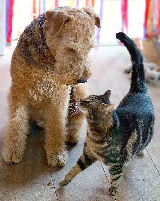  Airedale Terrier Good with Cat