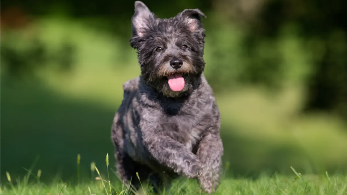 The Pros and Cons of Swimming for Cairn Terriers