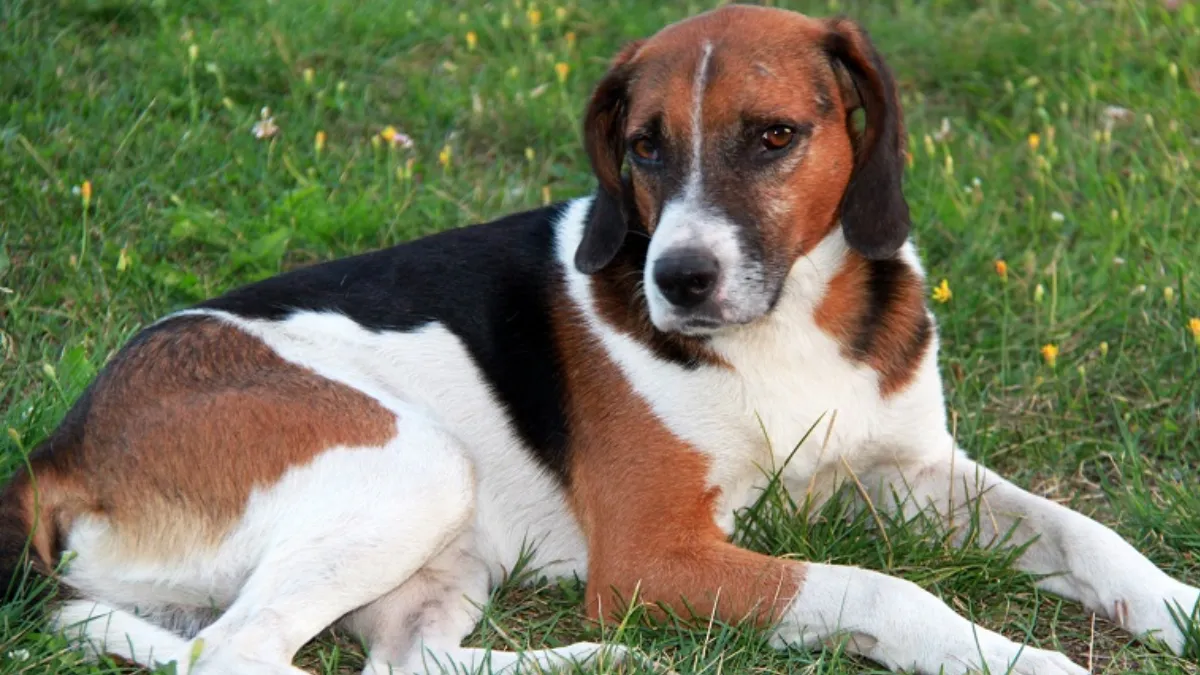 healthy life for your American Foxhound