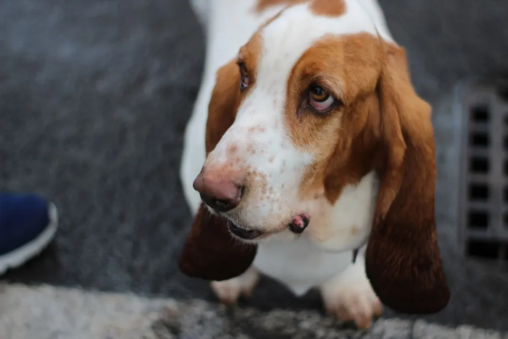 Allergies and Basset Hounds