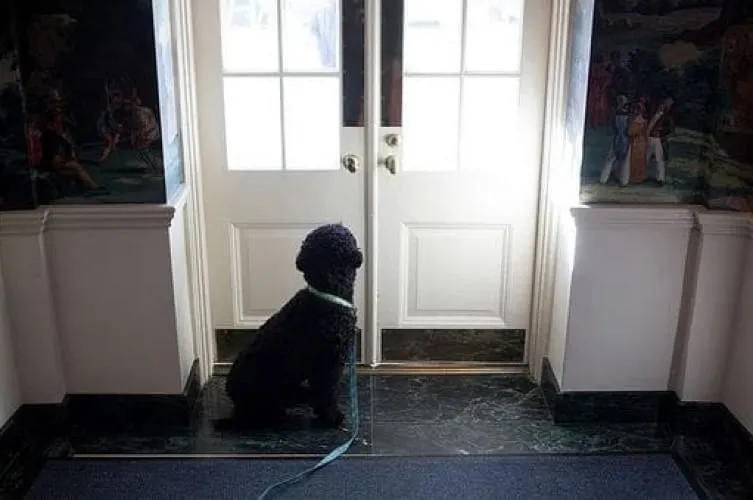 Training Your Dog to Use Door Protectors